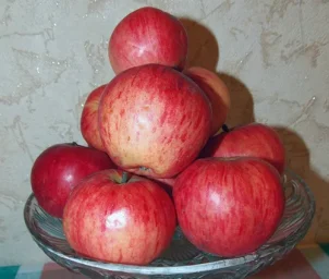 Сорт яблони Башкирский красавец 0