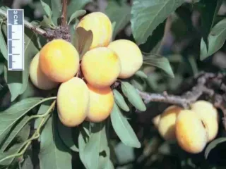 Сорт сливы китайской Вика (Слива Китайская)