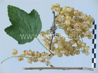 Сорт смородины красной Баяна