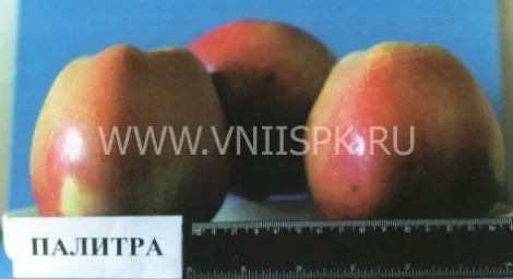 Сорт яблони Палитра 0