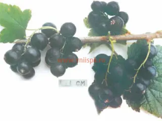 Сорт смородины черной Голубичка
