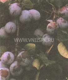 Сорт сливы домашней Баллада 0