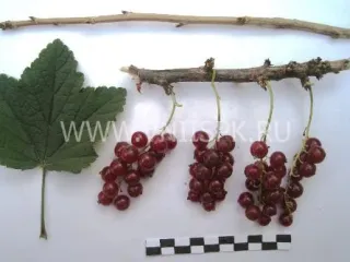 Сорт смородины красной Ненаглядная