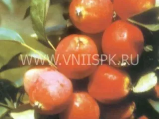 Сорт яблони Сибирский Сувенир