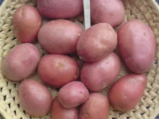 Сорт картофеля Альвара