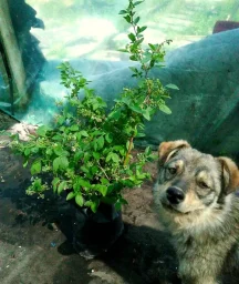 Сорт голубики Блюкроп 2