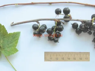 Сорт смородины черной Амурский Консервный