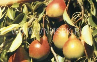 Сорт груши Россошанская Красивая 0